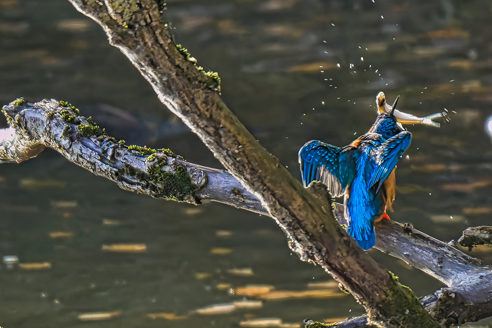 Eisvogel Auseinandersetzung mit großer Beute