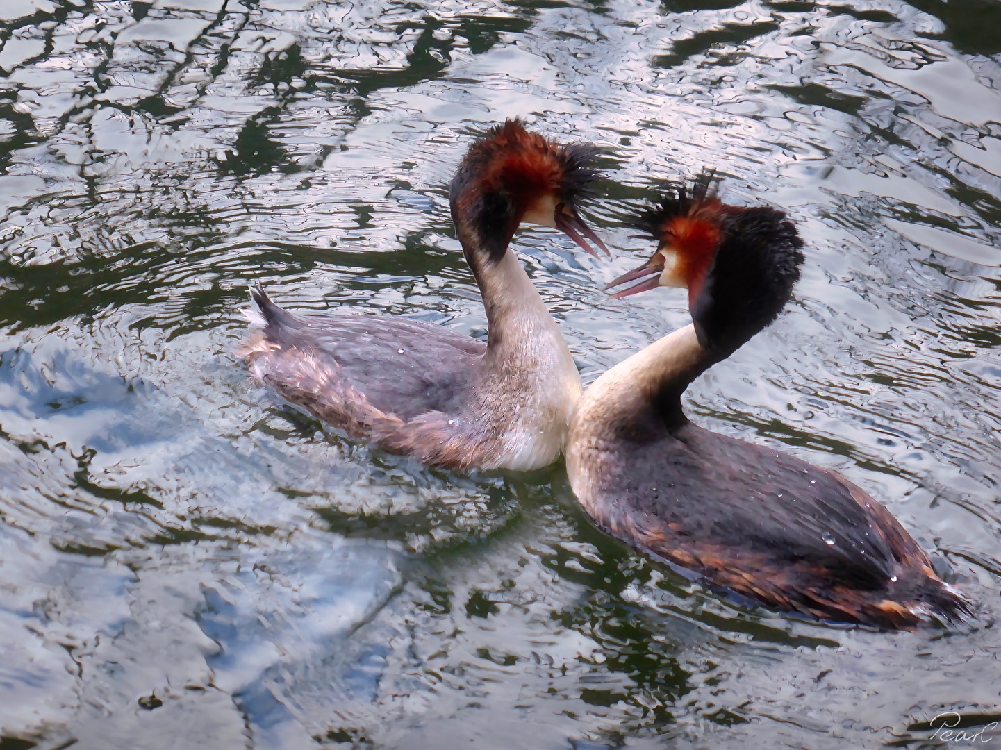 Herzig....auf der Themse