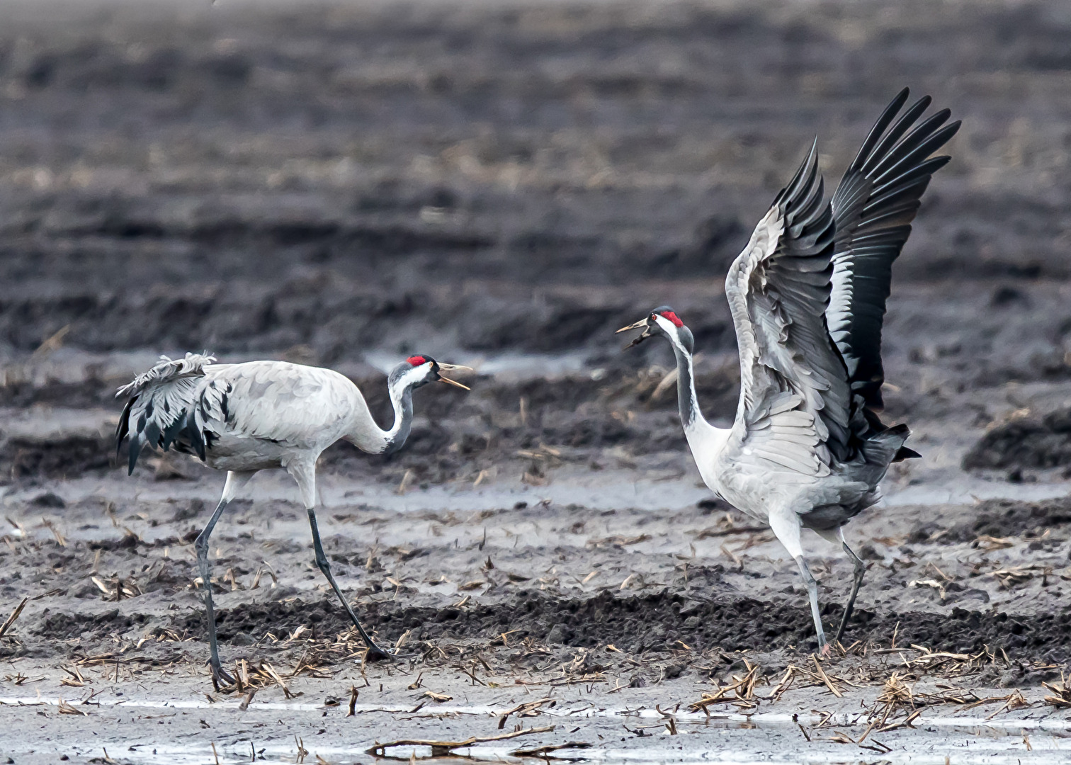 Kraniche im Diepholzer Moor