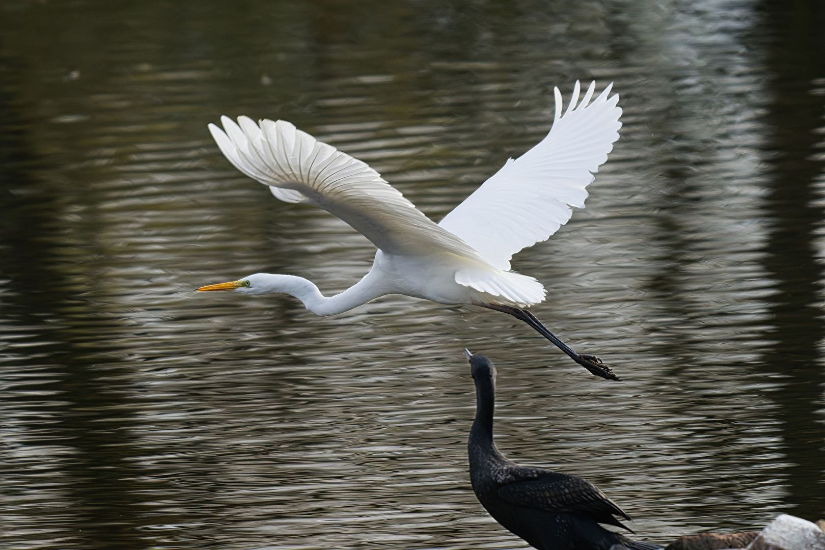 Silberreiher und Kormoran