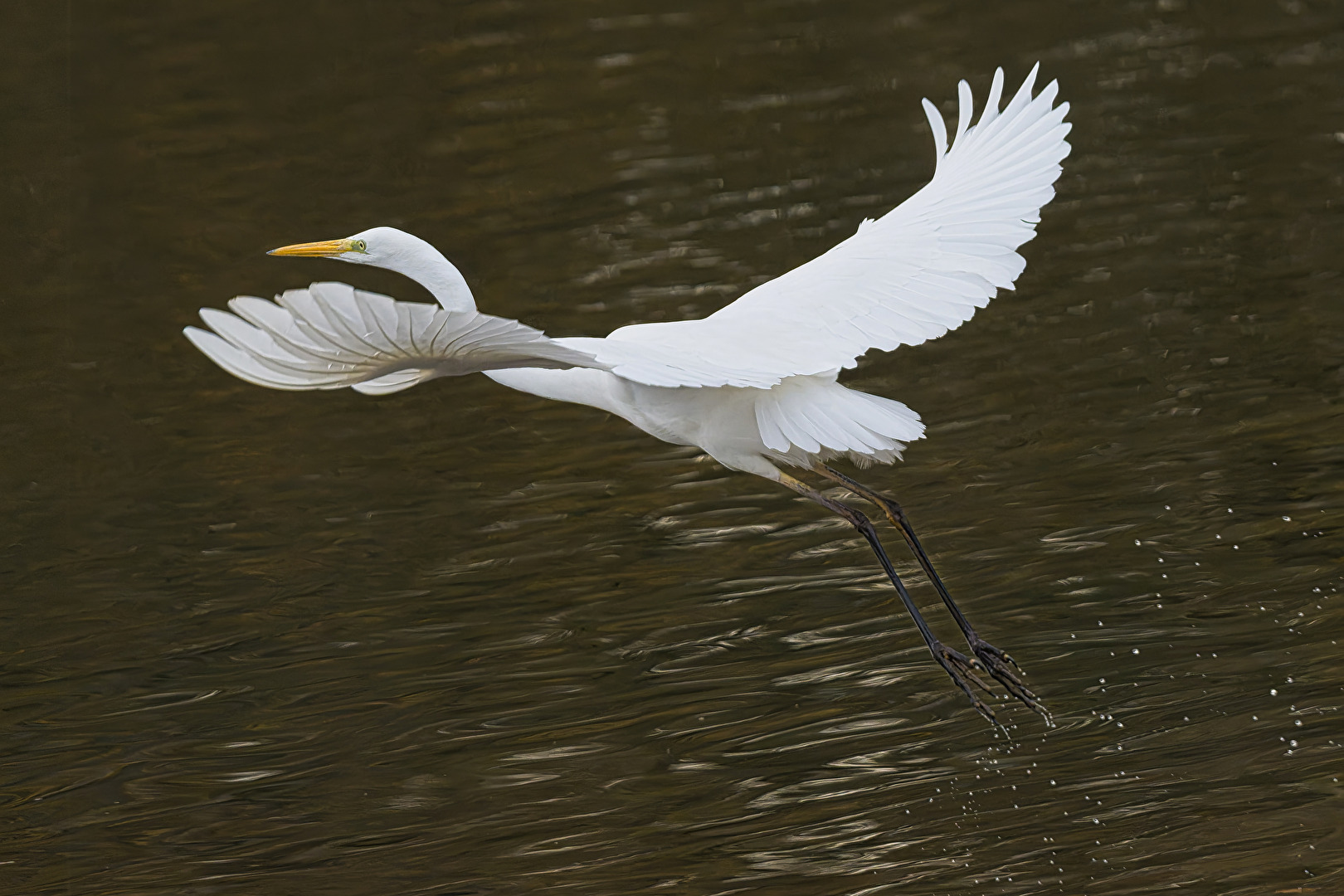 Silberreiher entschwebt