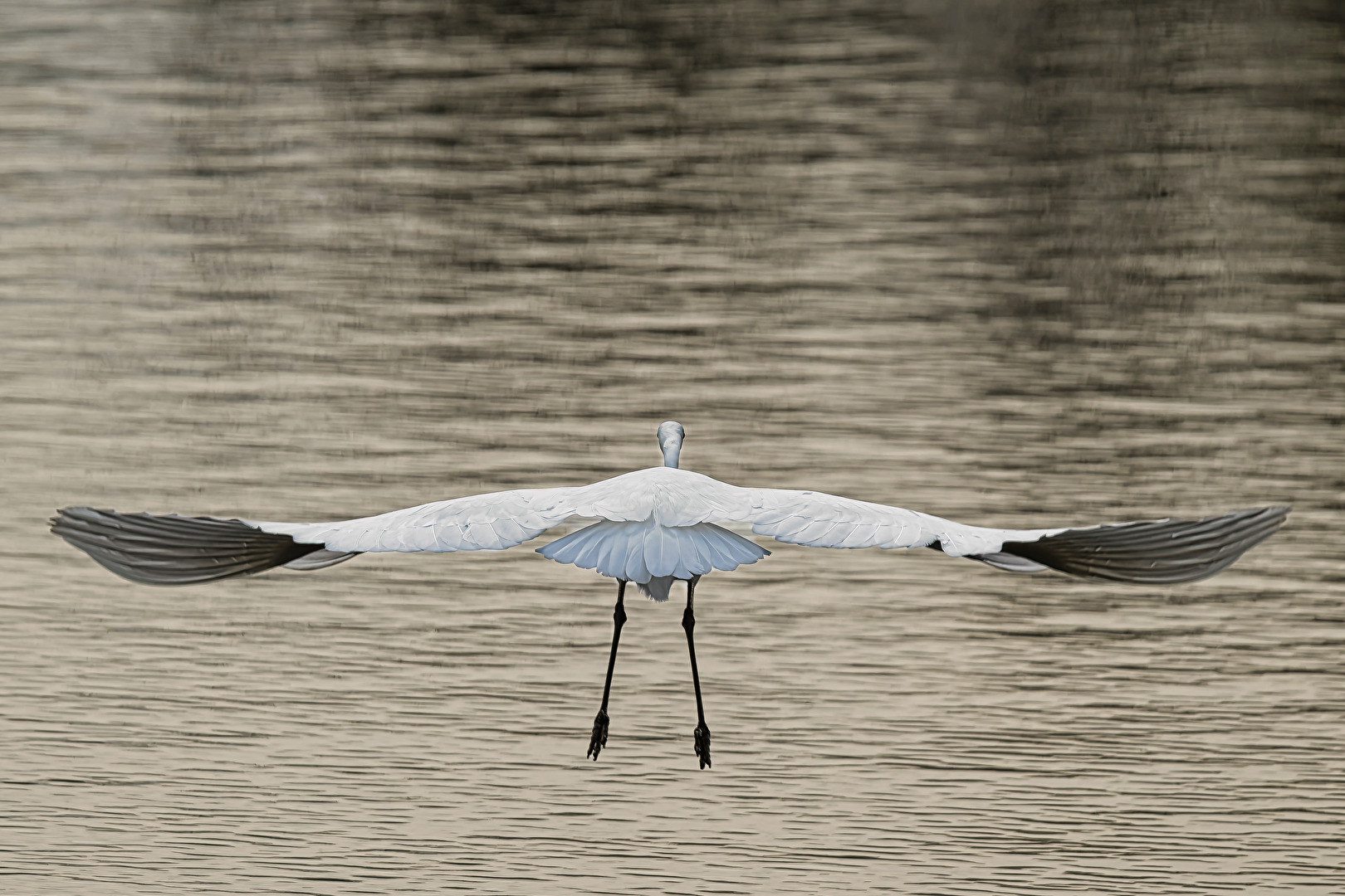 Silberreiher in Symetrie