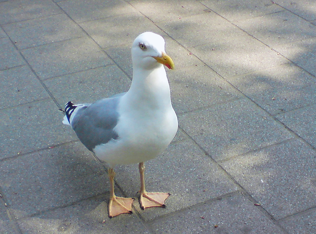 und nochmal eine Möwe...