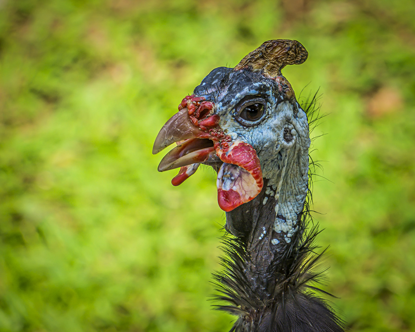 ein richtig Schöner ...