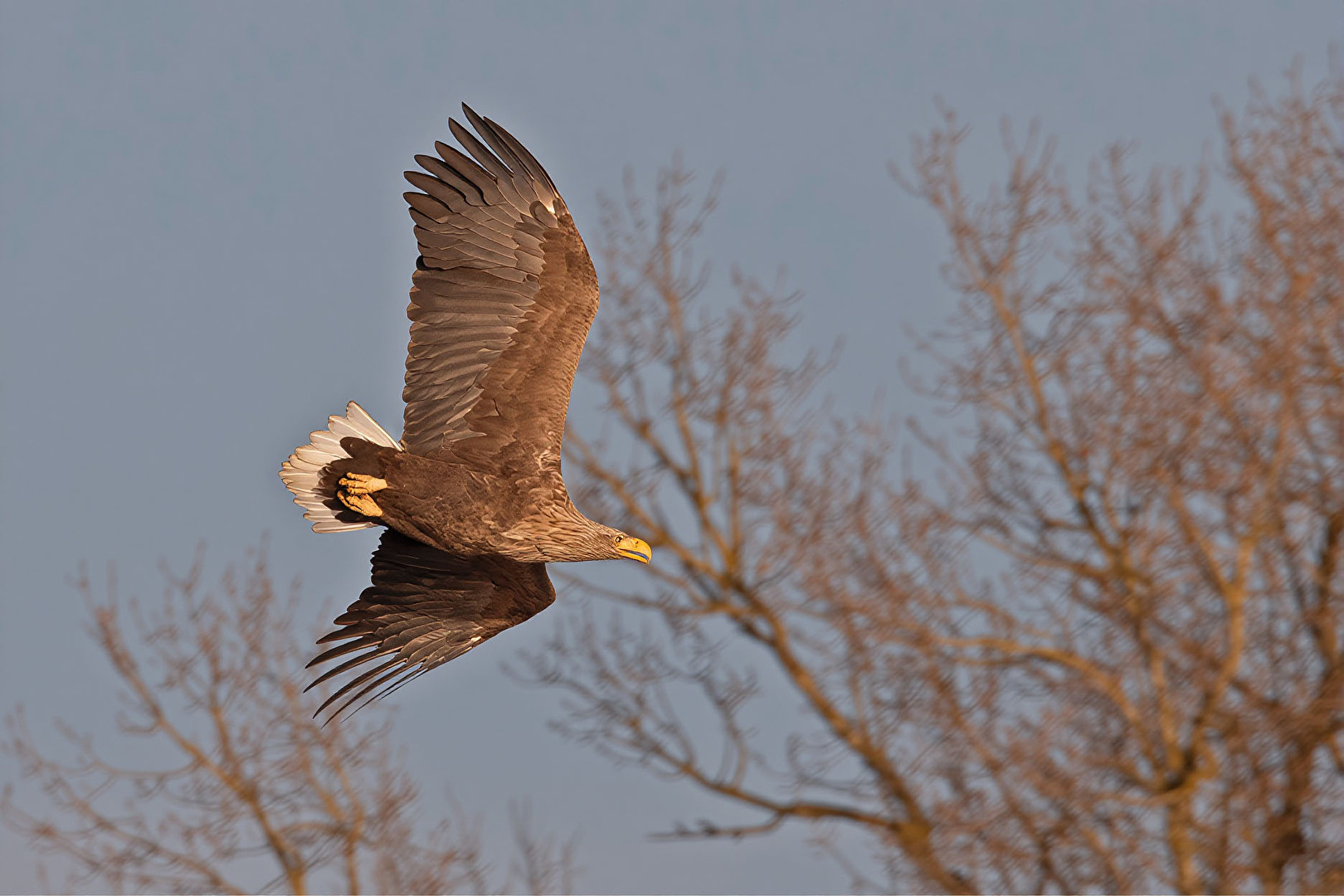 Flug eines Seeadlers in seinem Revier