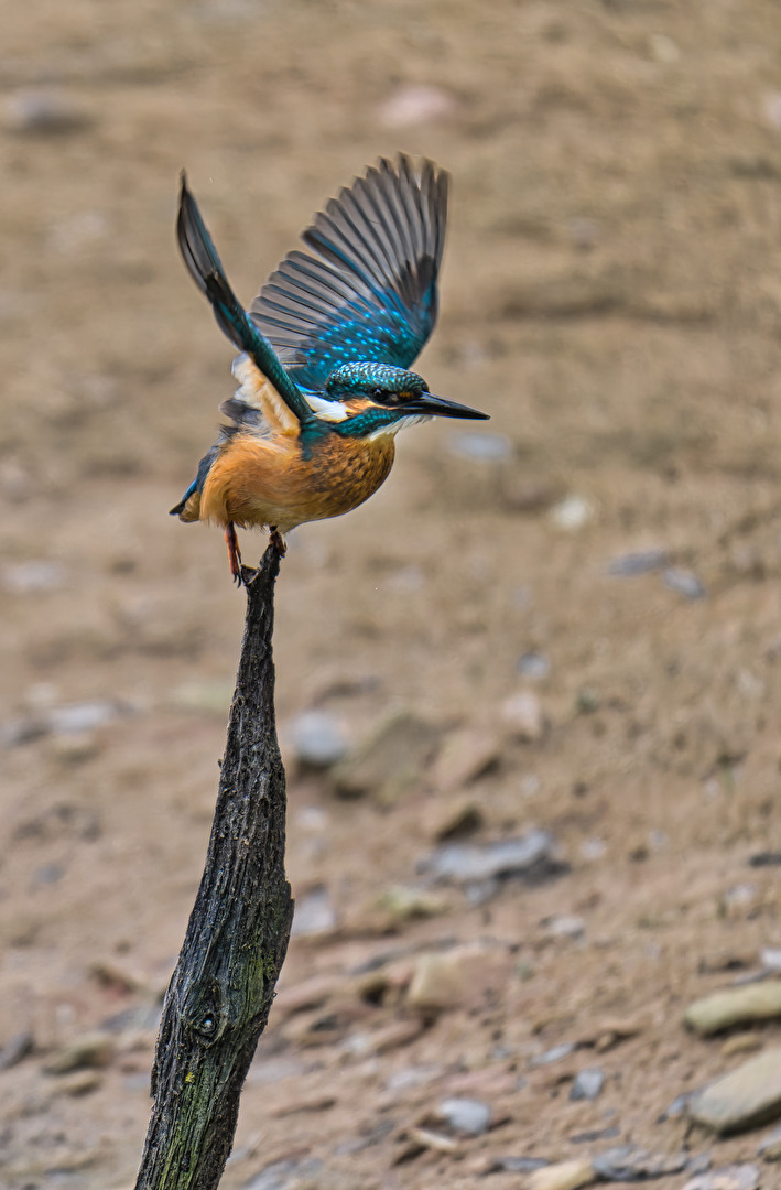 Eisvogel Abschied für dieses Jahr