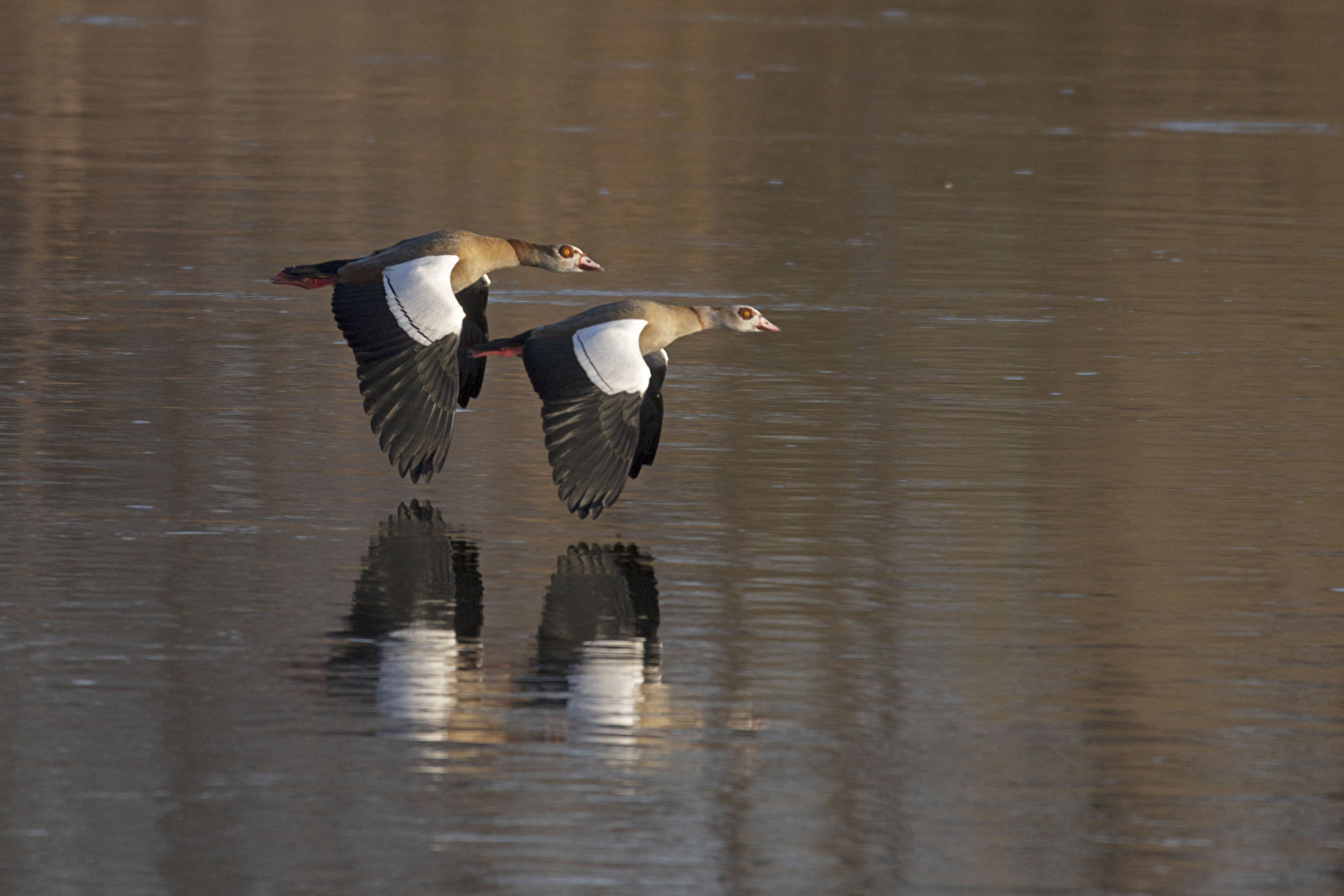 Nilgänse eine Runde
