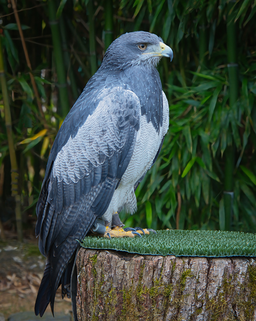 Aguija - Blaubussard