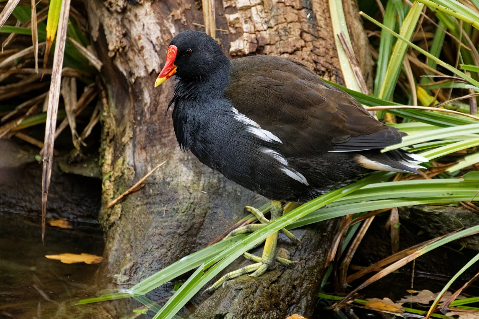 Teichralle  ( Teichhuhn )