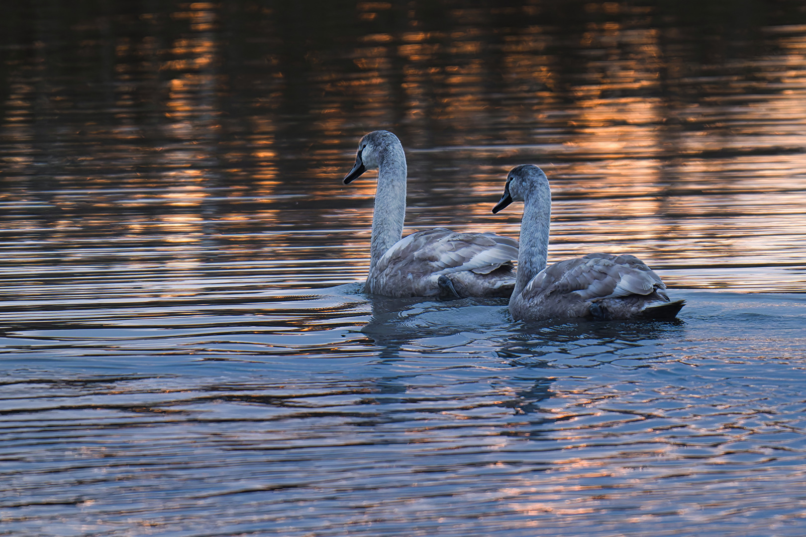 Jungschwäne im Morgenlicht