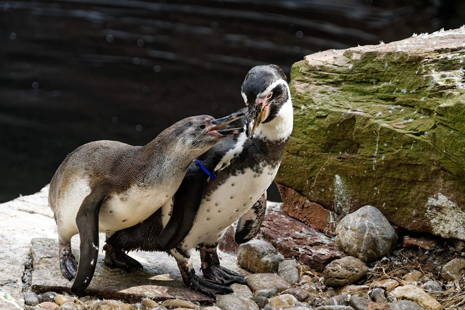 Pinguine