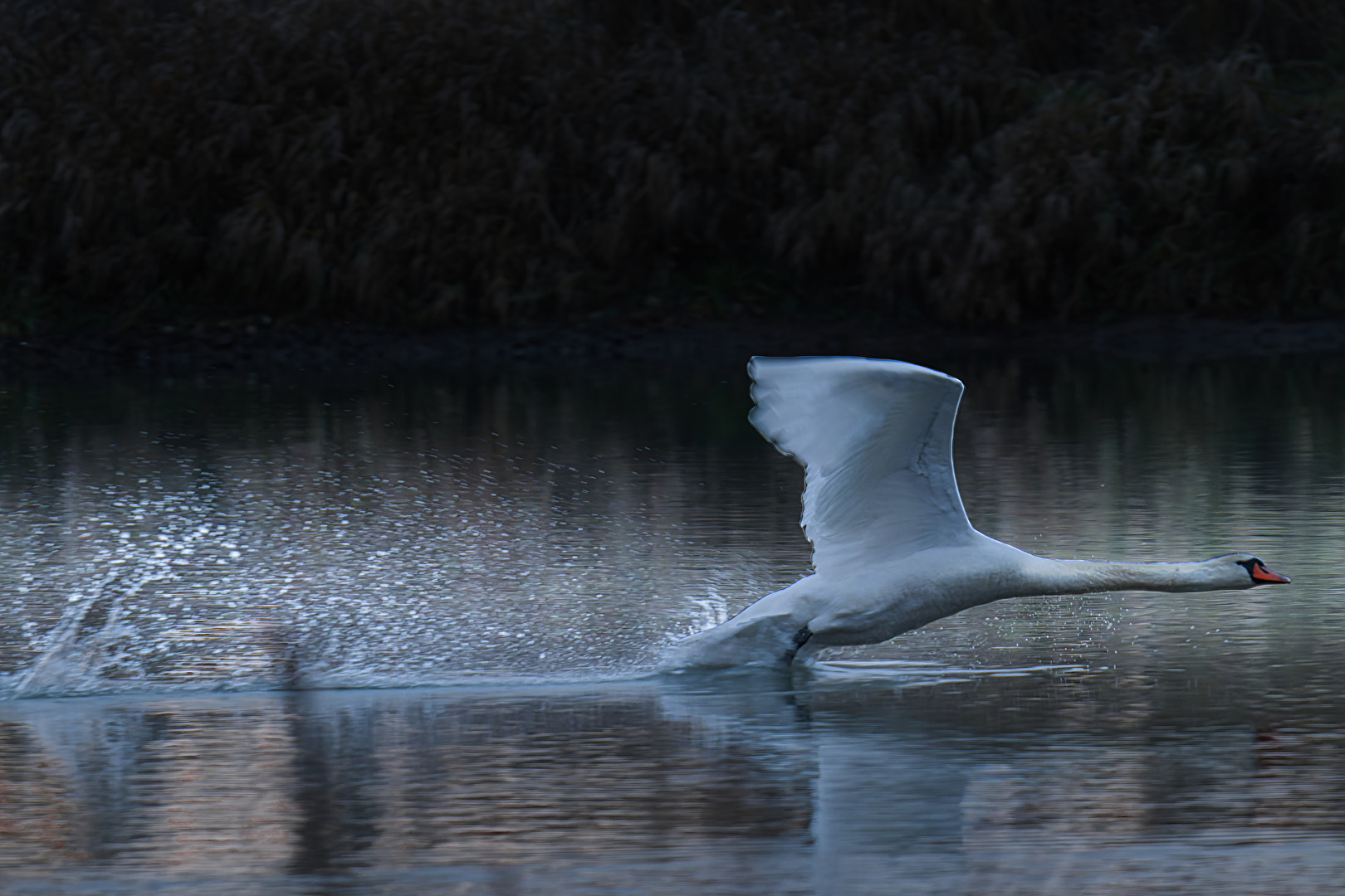 Schwan ergreift die Flucht