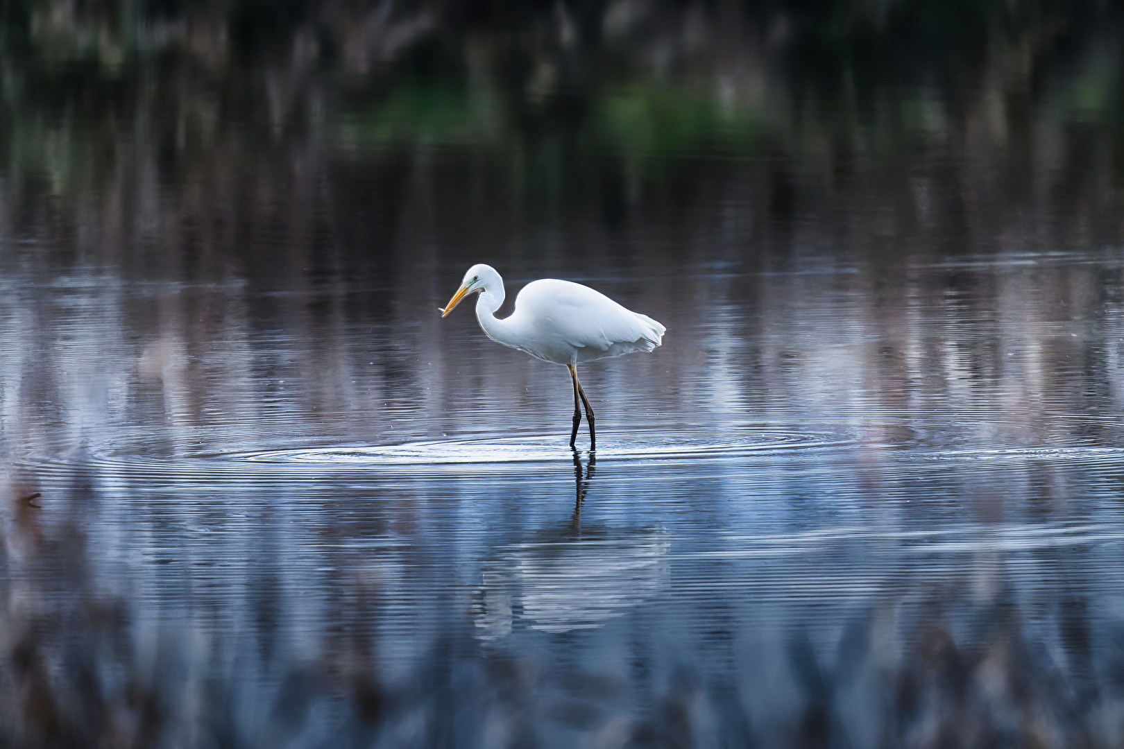 Silberreiher beim Fischen