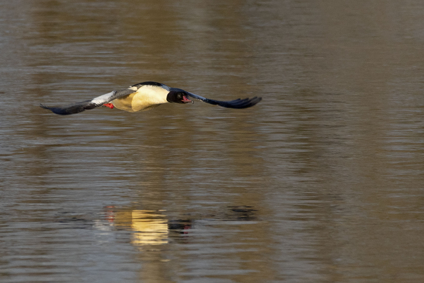 Gänsesäger im Anflug
