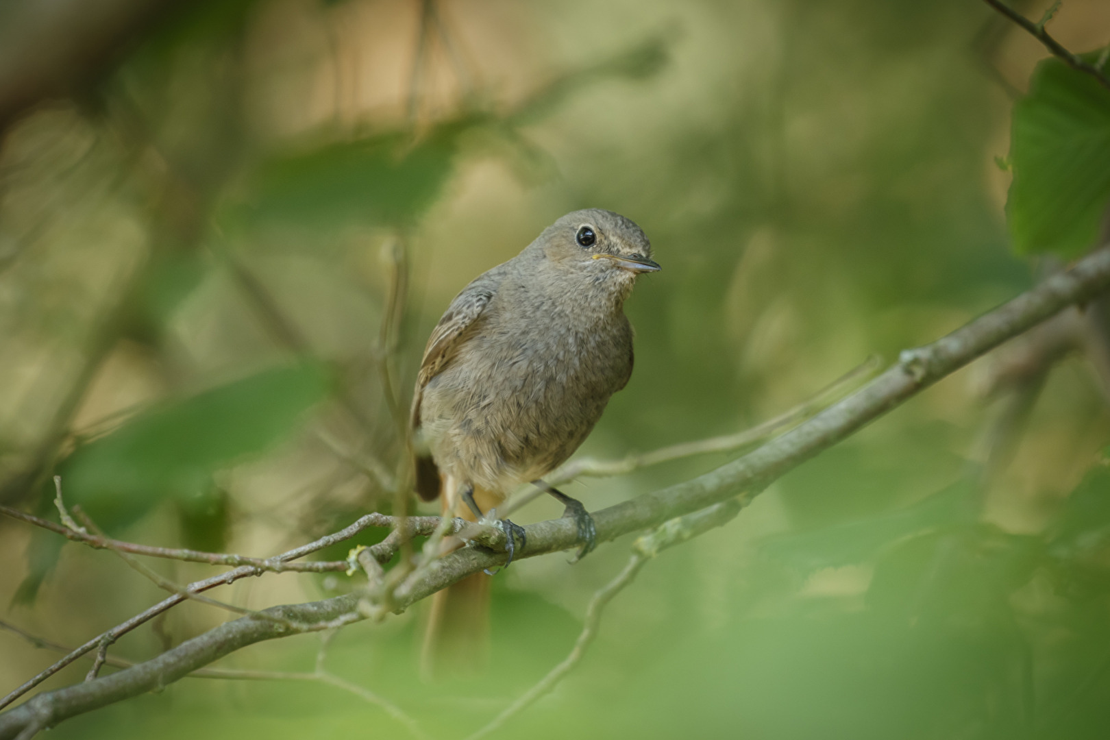 Hausrotschwanz (Henne)