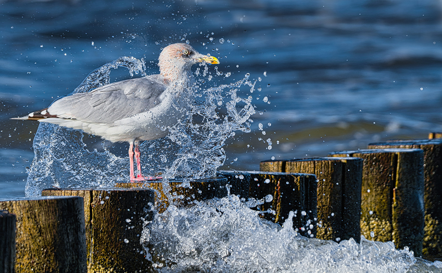 Möwe wird von gebrochener Well getroffen
