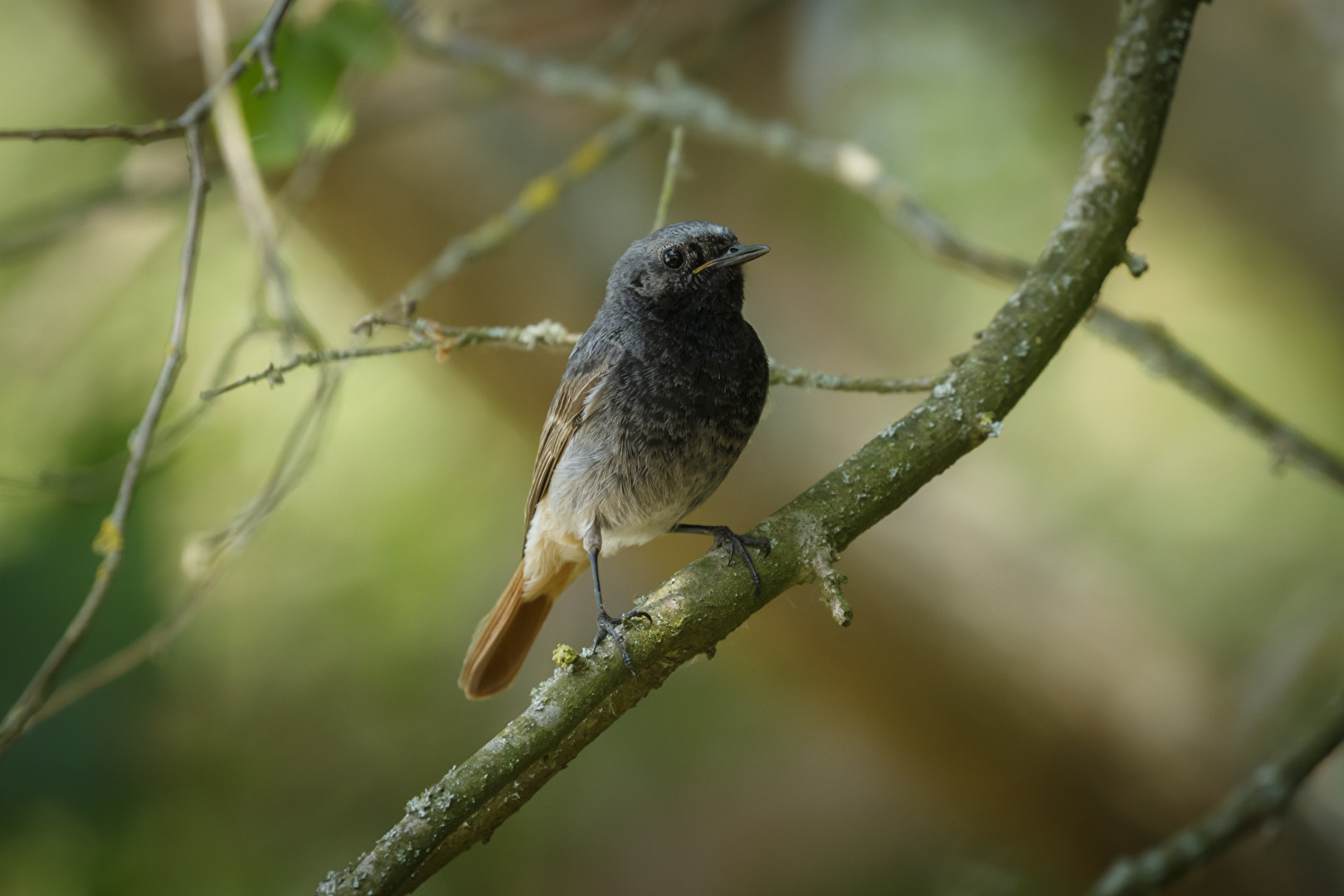 Hausrotschwanz (Hahn)
