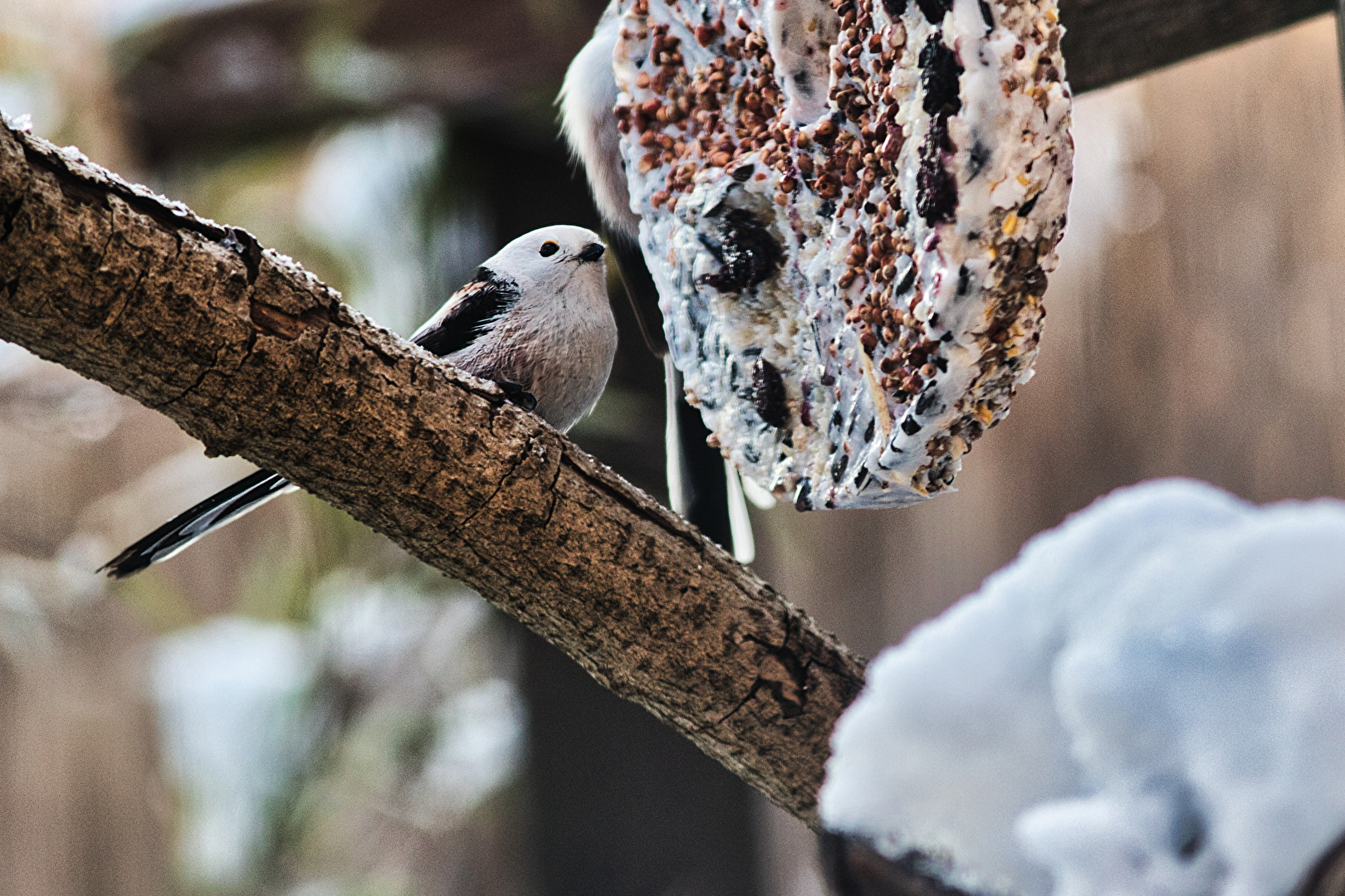 an der Winterfütterung