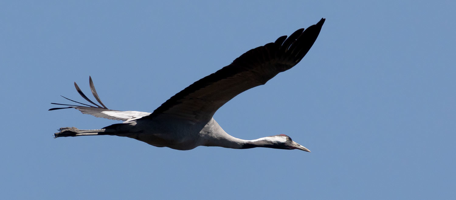 Kranich beim Überflug