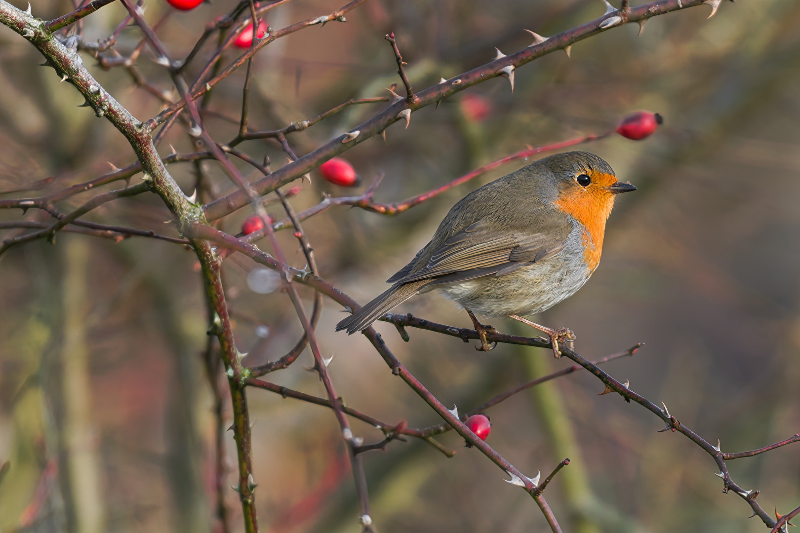 Rotkehlchen im Hagebuttenbusch