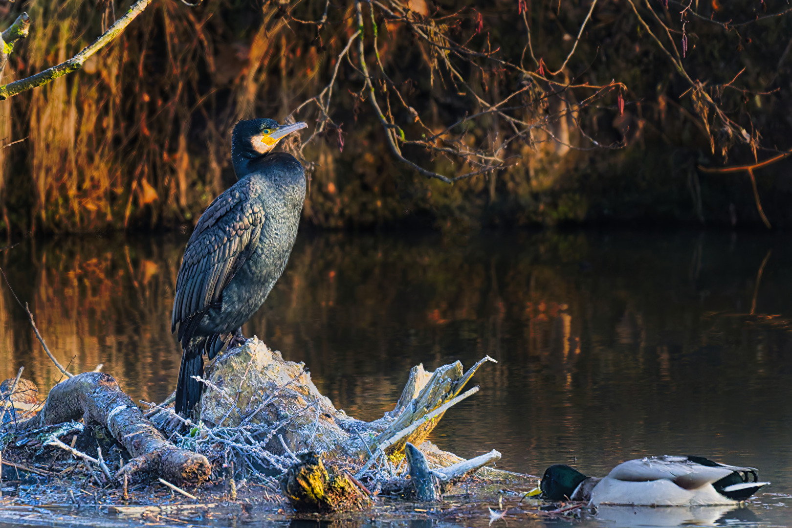 Kormoran und Stockente meistern den Winter gemeinsam