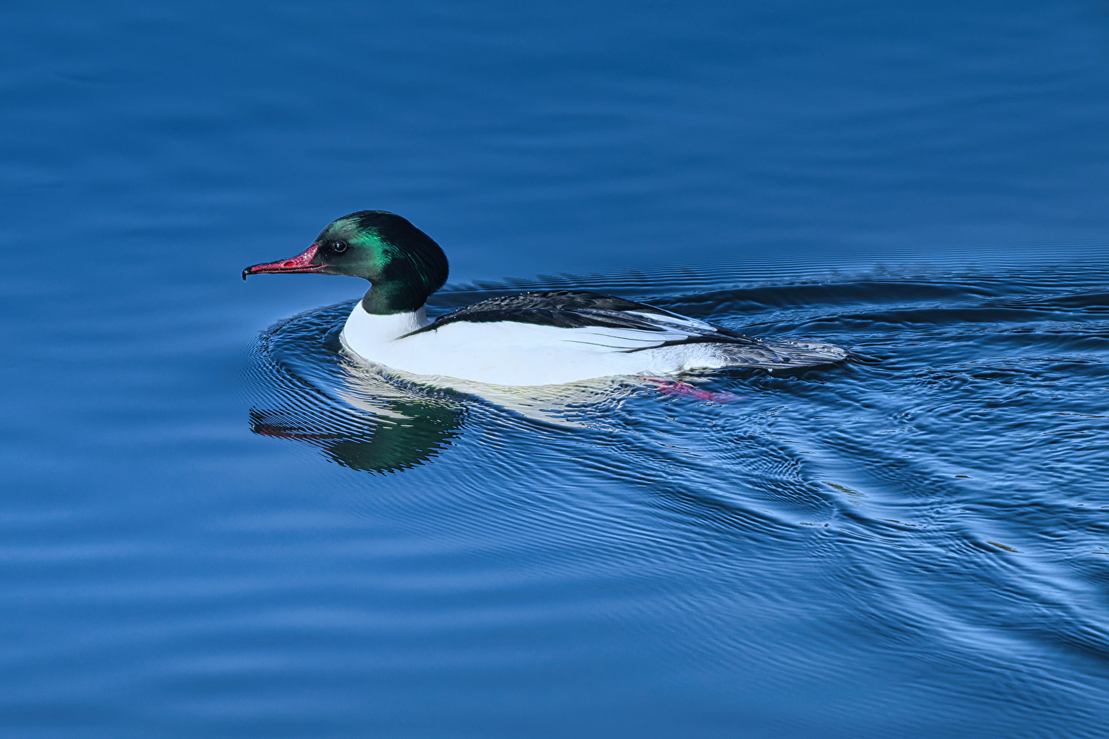 männlicher Gänsesäger