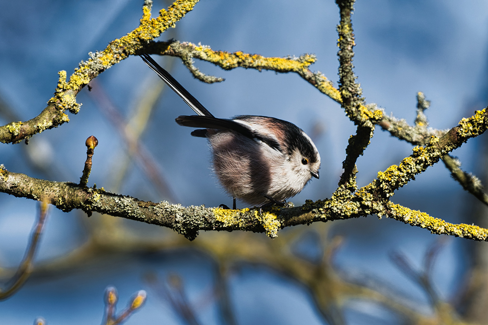 Schwanzmeise auf Flechtengeäst