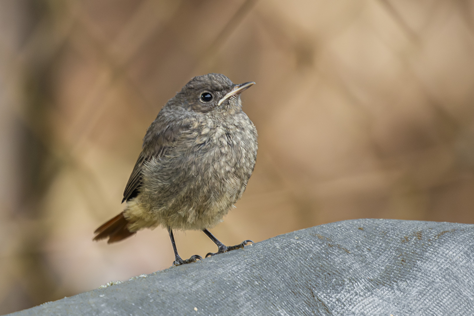 Junger Hausrotschwanz