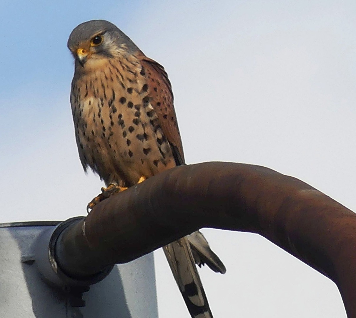 Begegnung am Straßenrand