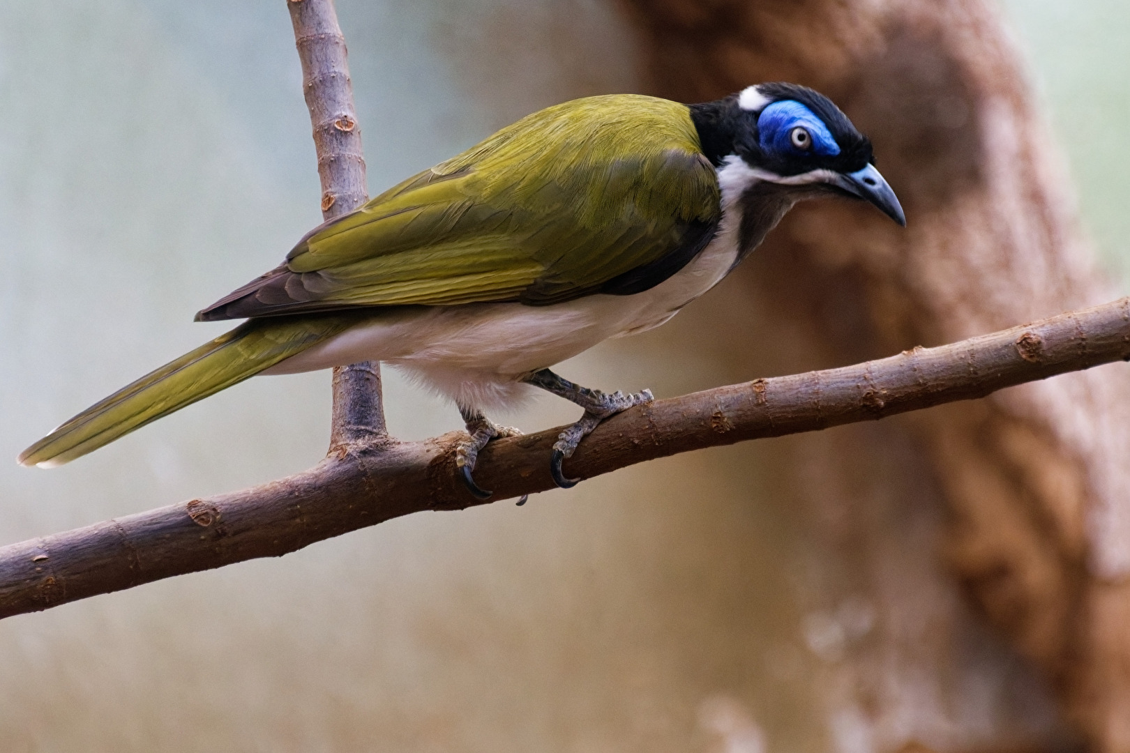 Blauohr - Honigfresser