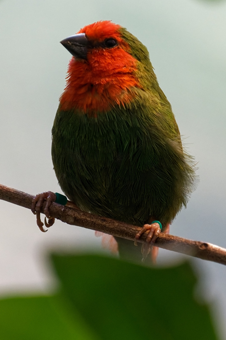 Rotkopf - Papageimadine