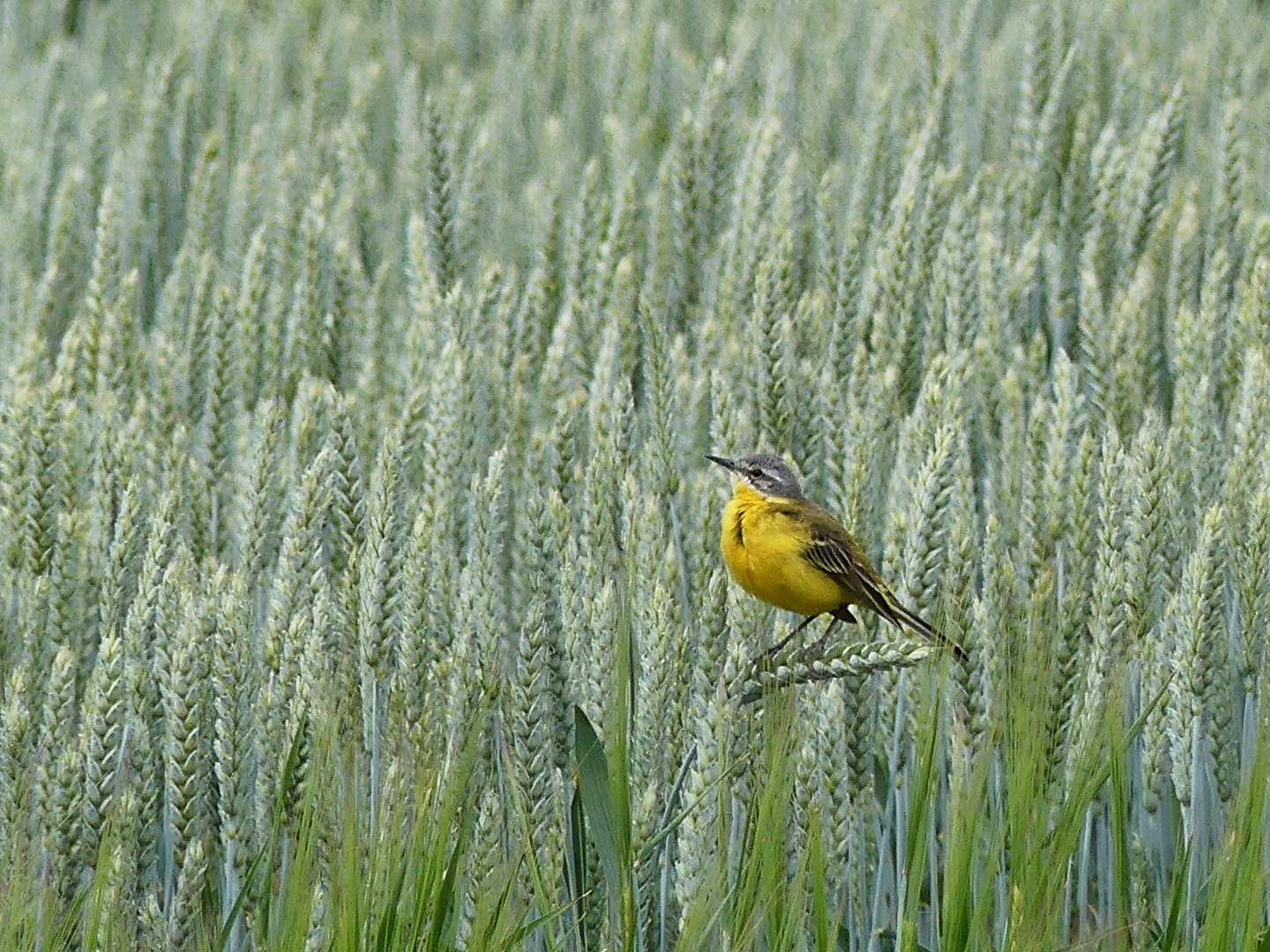 Vogel im Kornfeld