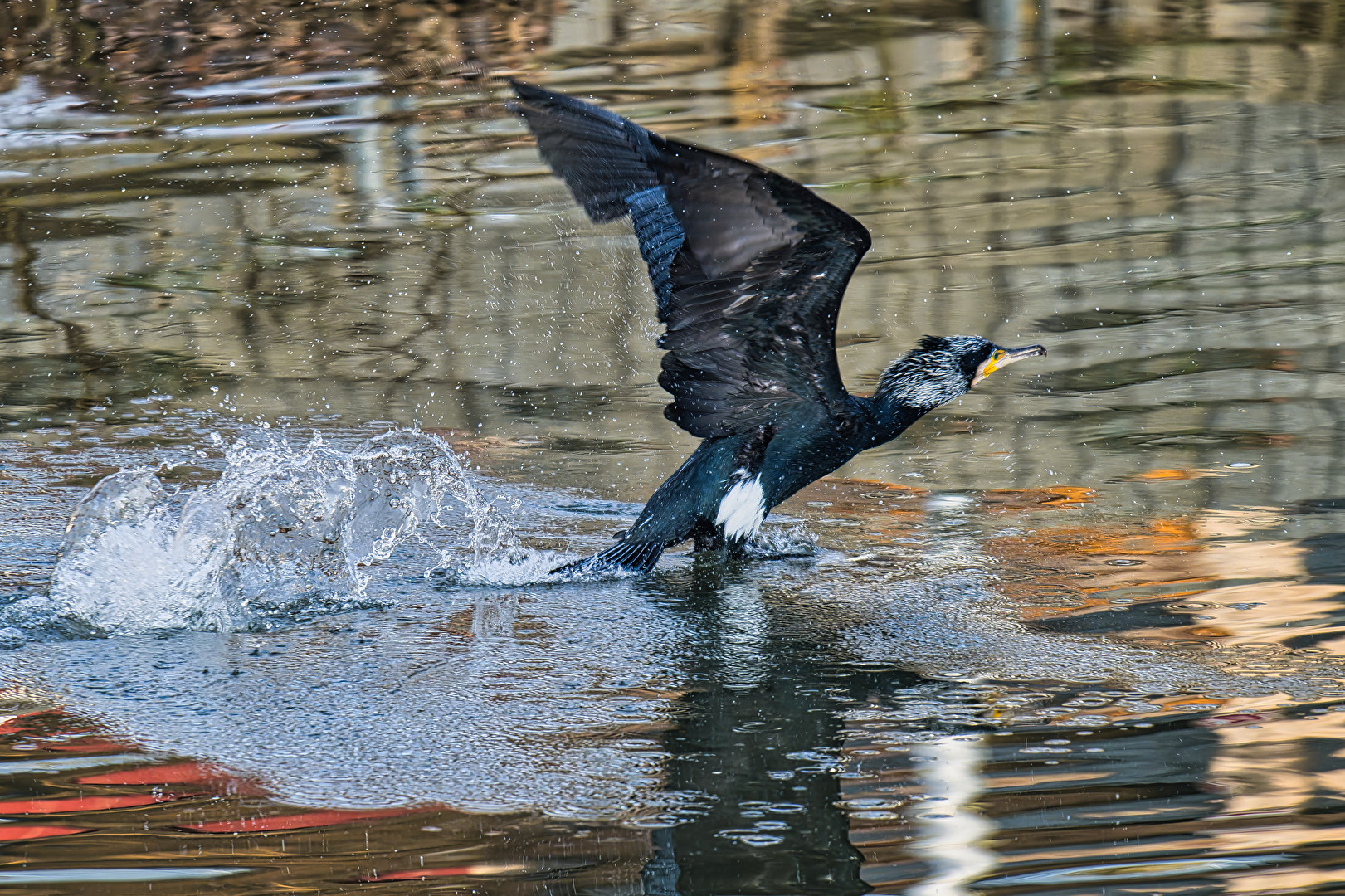 Start aus dem Wasser eines Kormorans