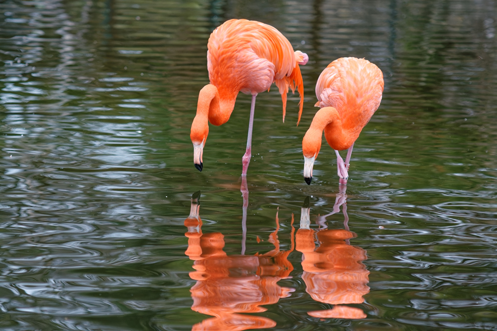 Flamingo's