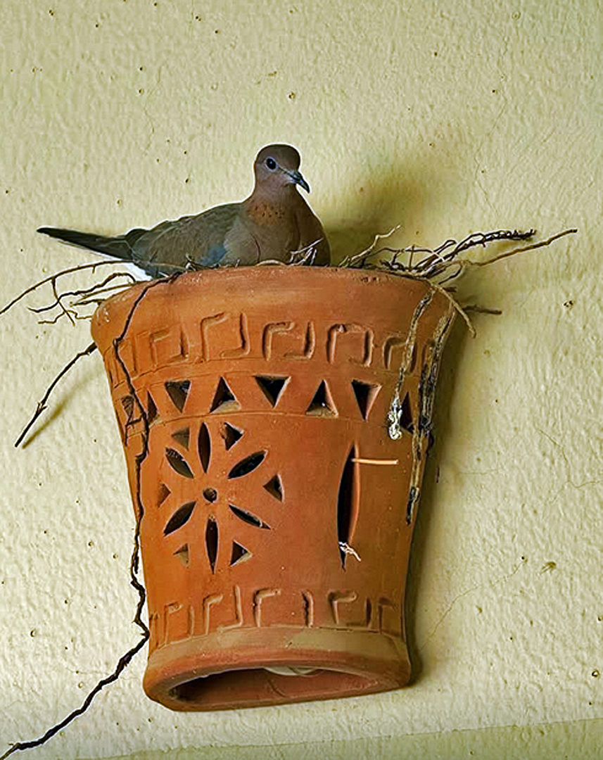 Lachtaube auch Senegaltaube genannt