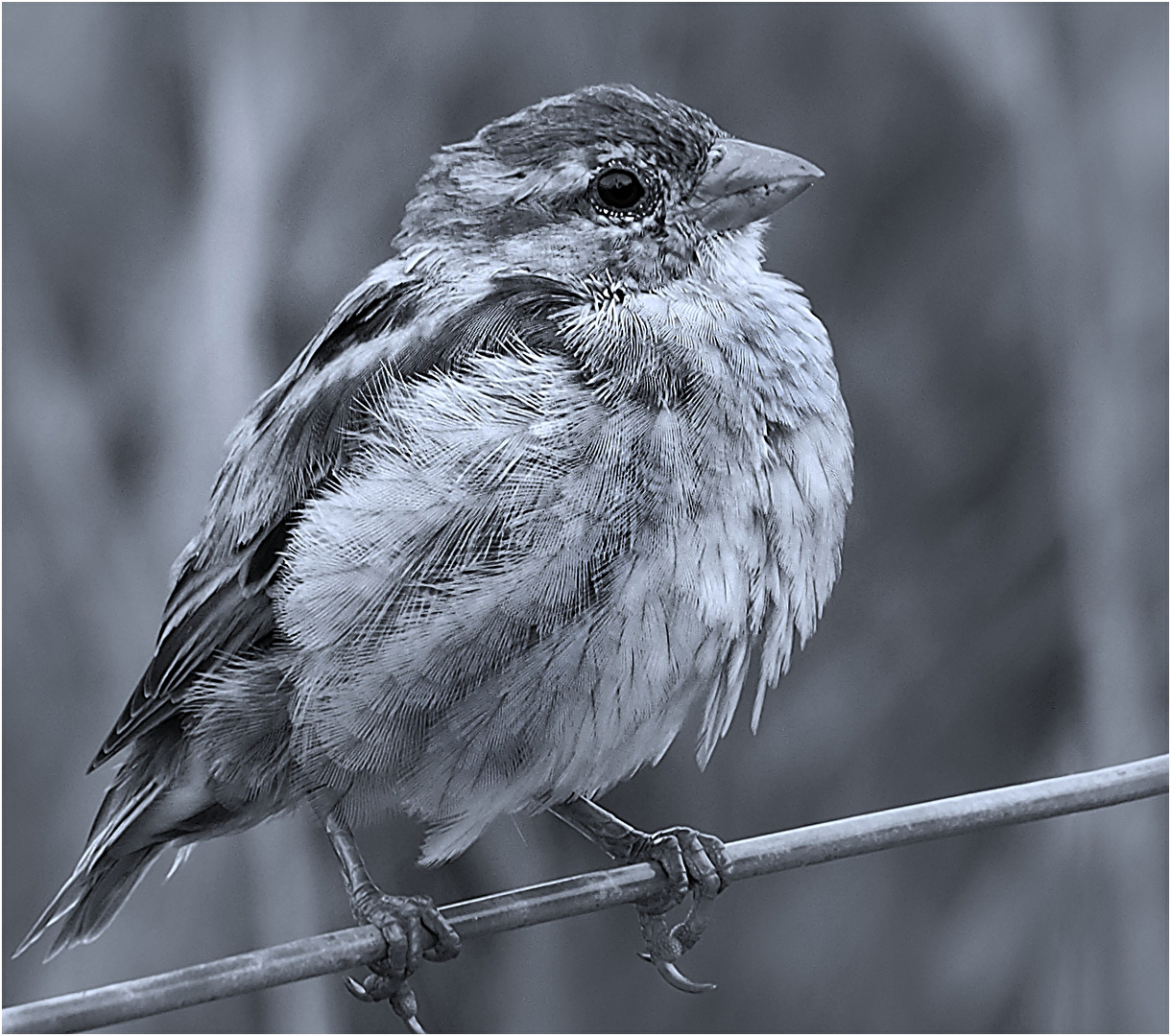 Guten Morgen Herr Spatz