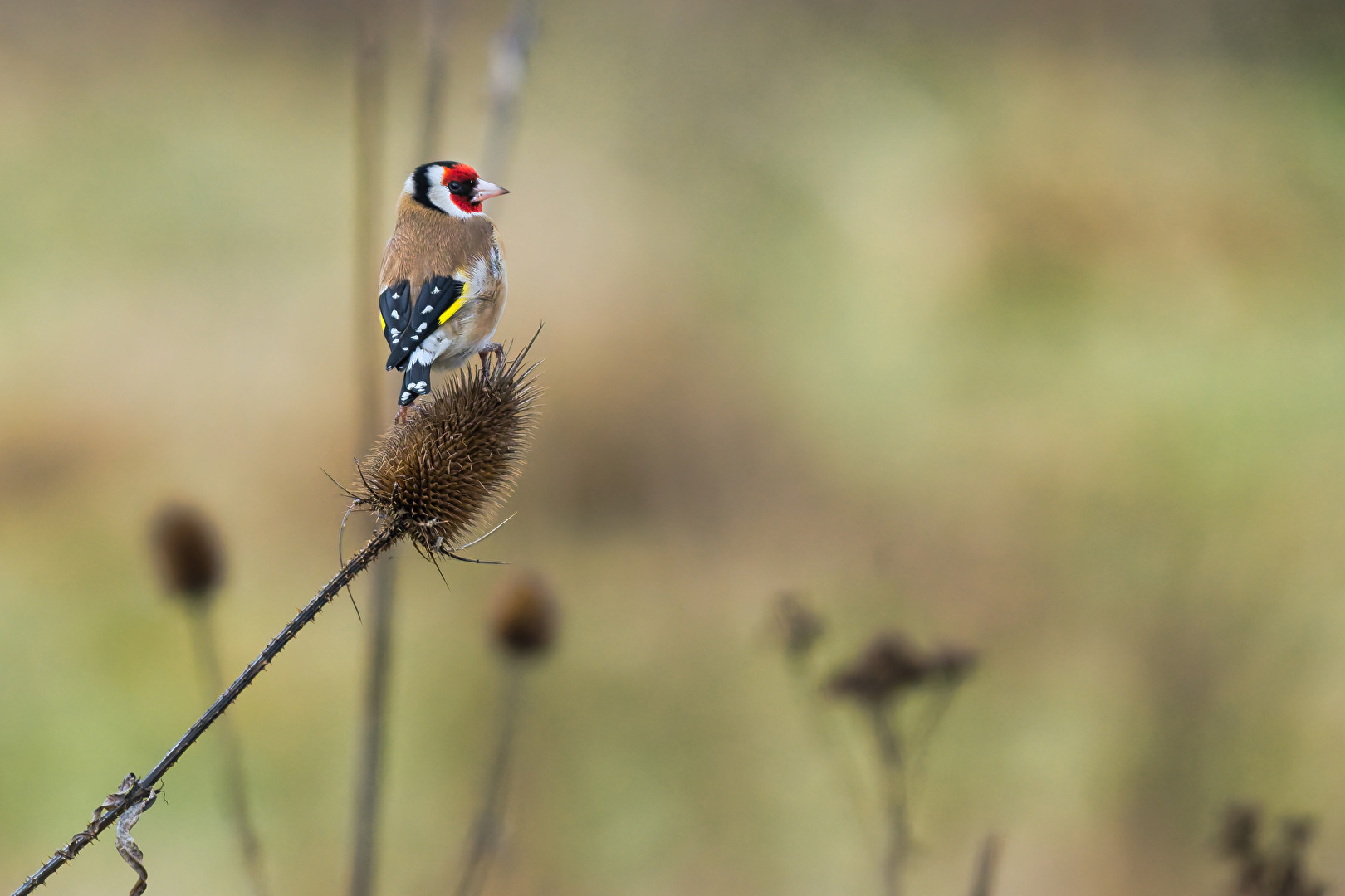 Stieglitz (Distelfink) auf Karde