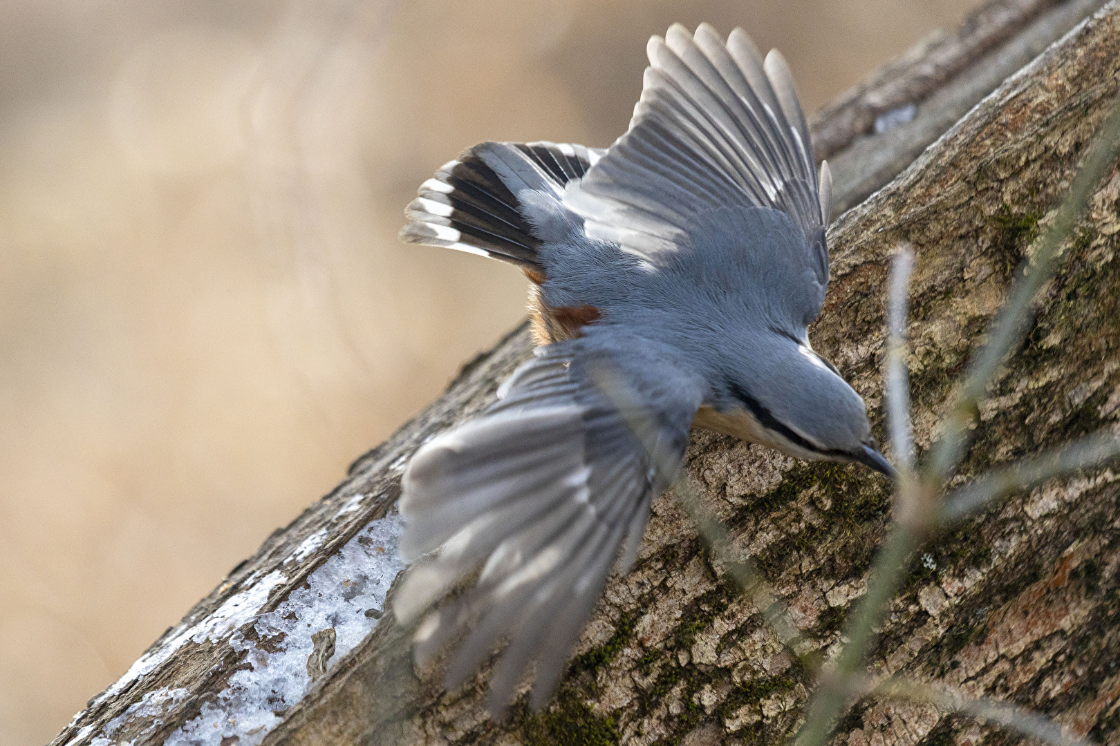 upsa  -  das war nix