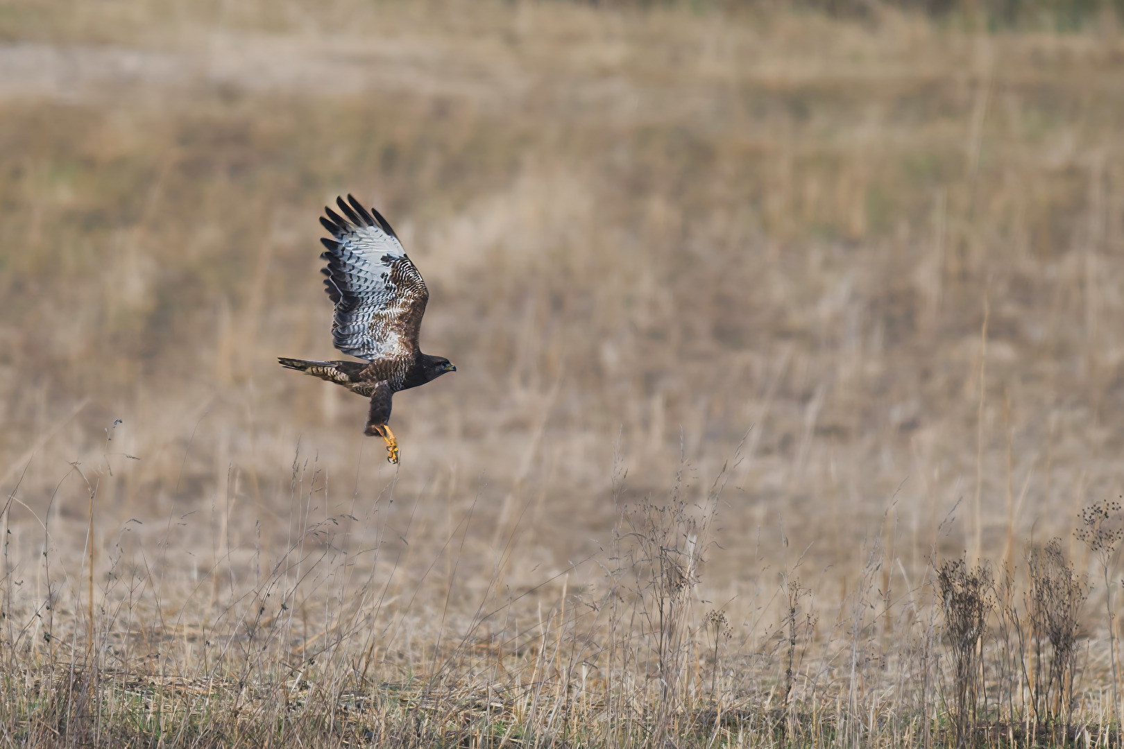 Mäusebussard im Tiefflug