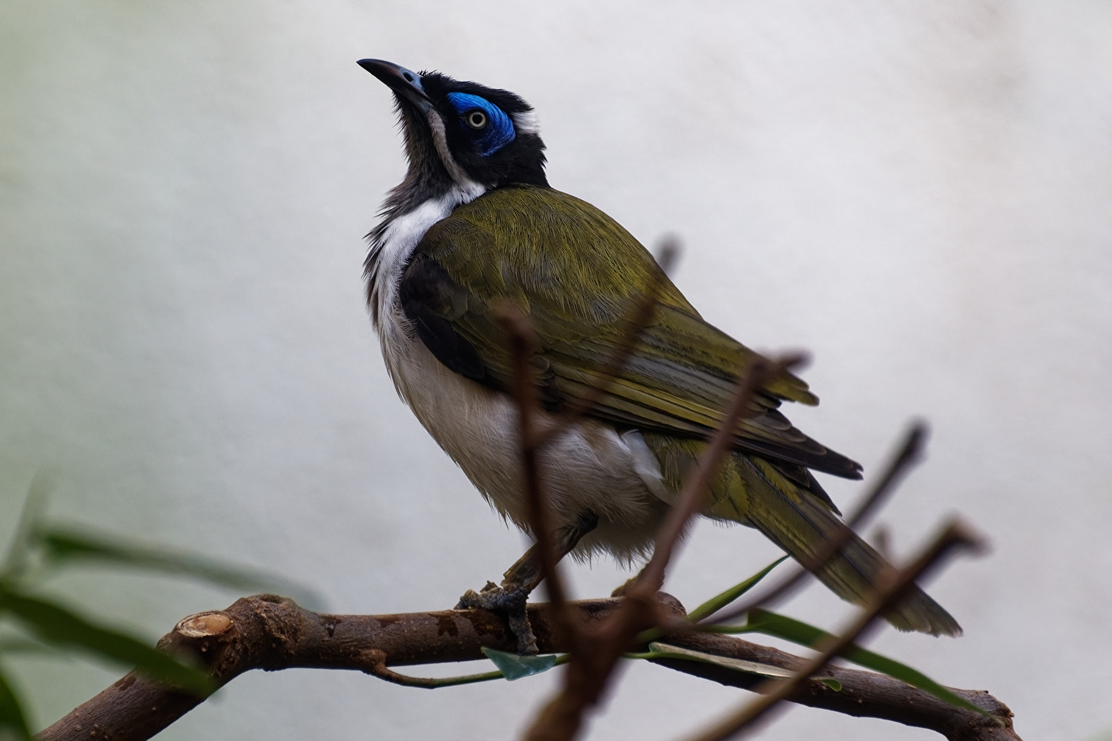 Blauohr-Honigfresser