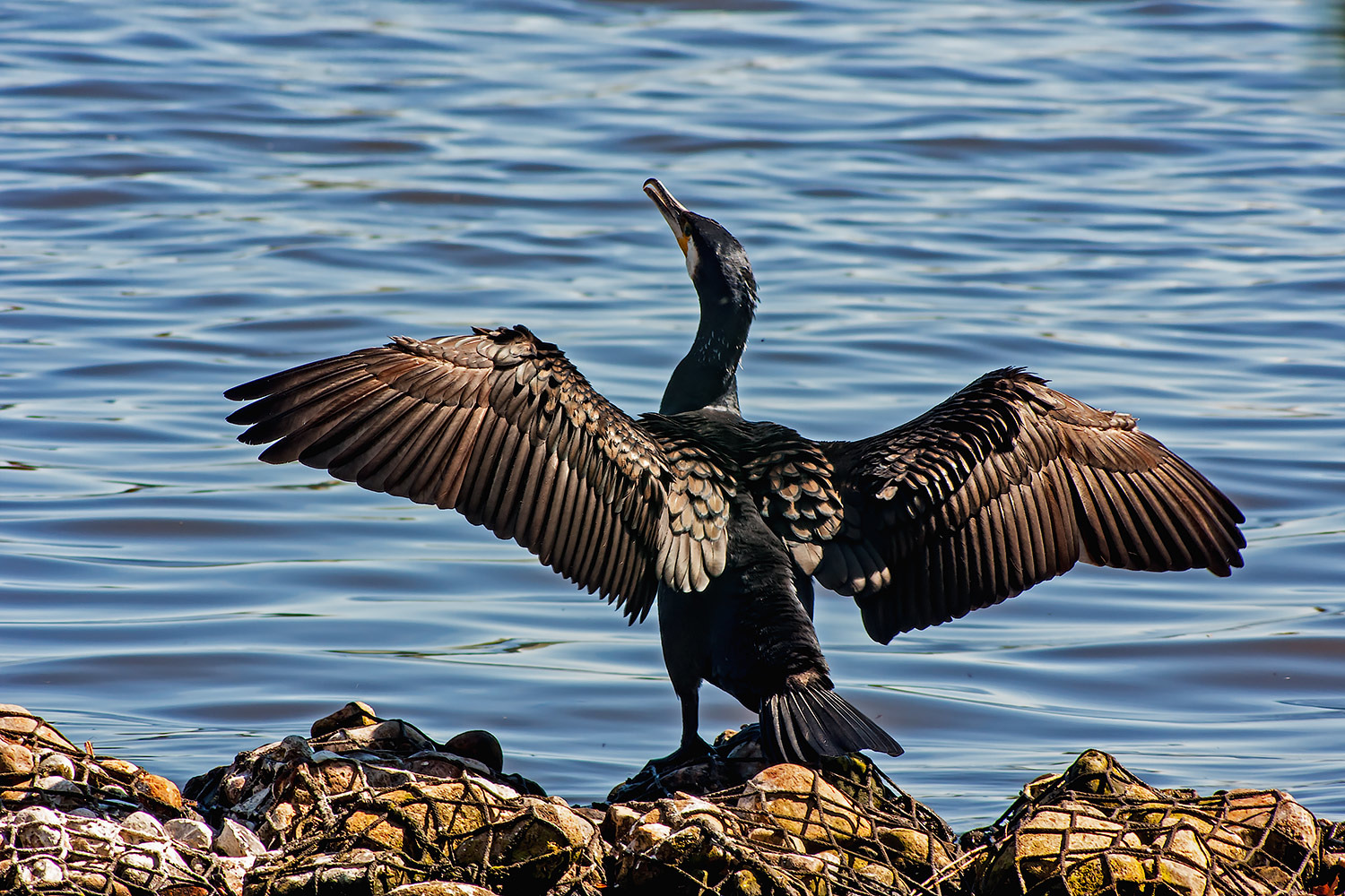 Kormoran