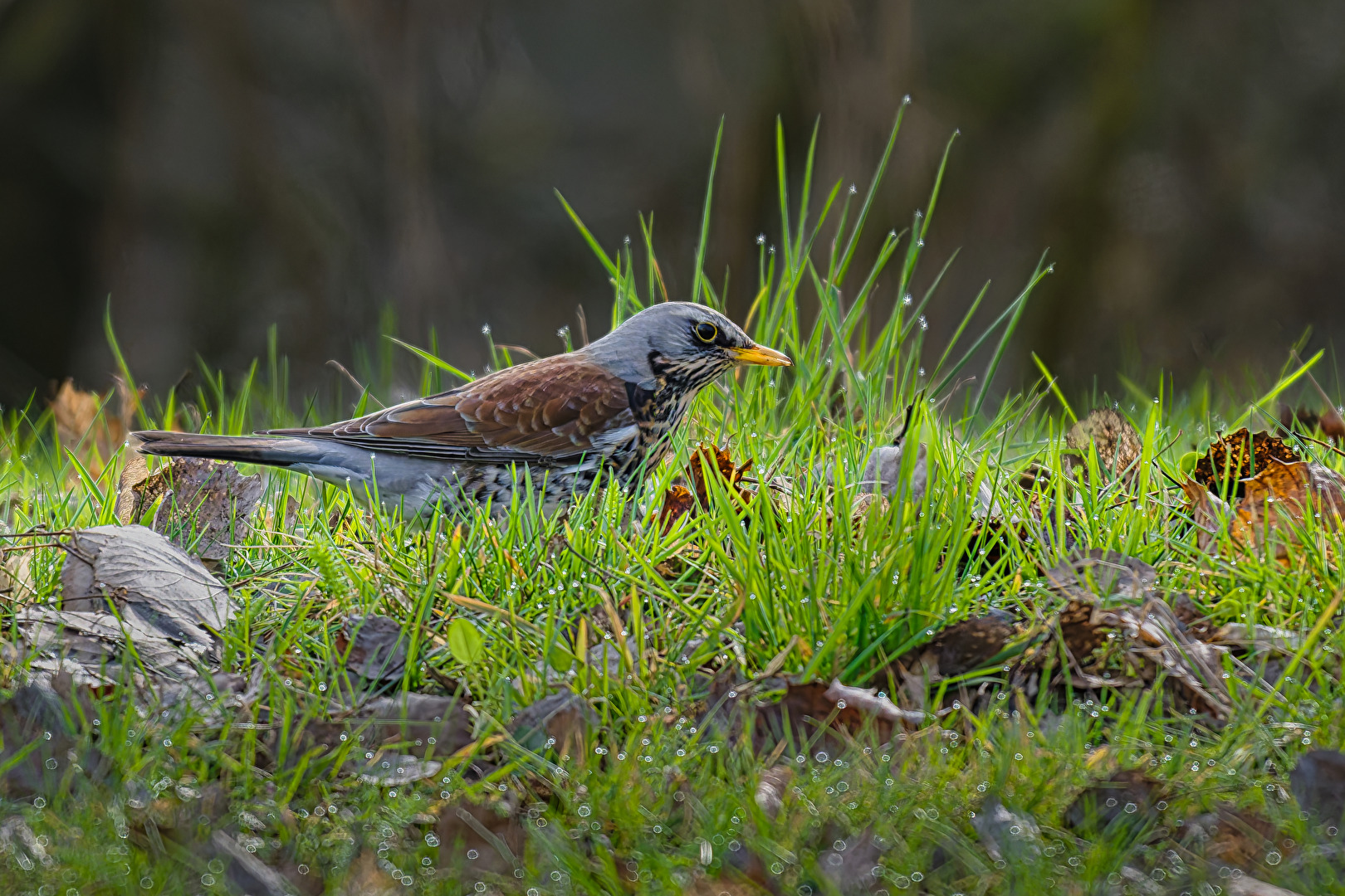 Wacholderdrossel im Gras