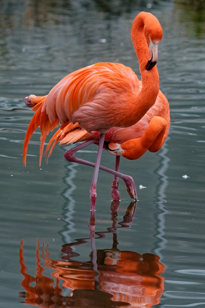 Flamingo's