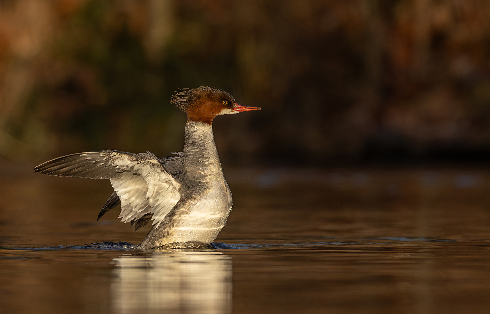 Gänsesäger (Mergus merganser)