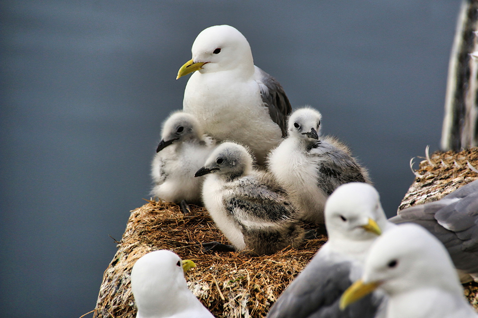 #Vögel - Nachwuchs in der Möven-WG