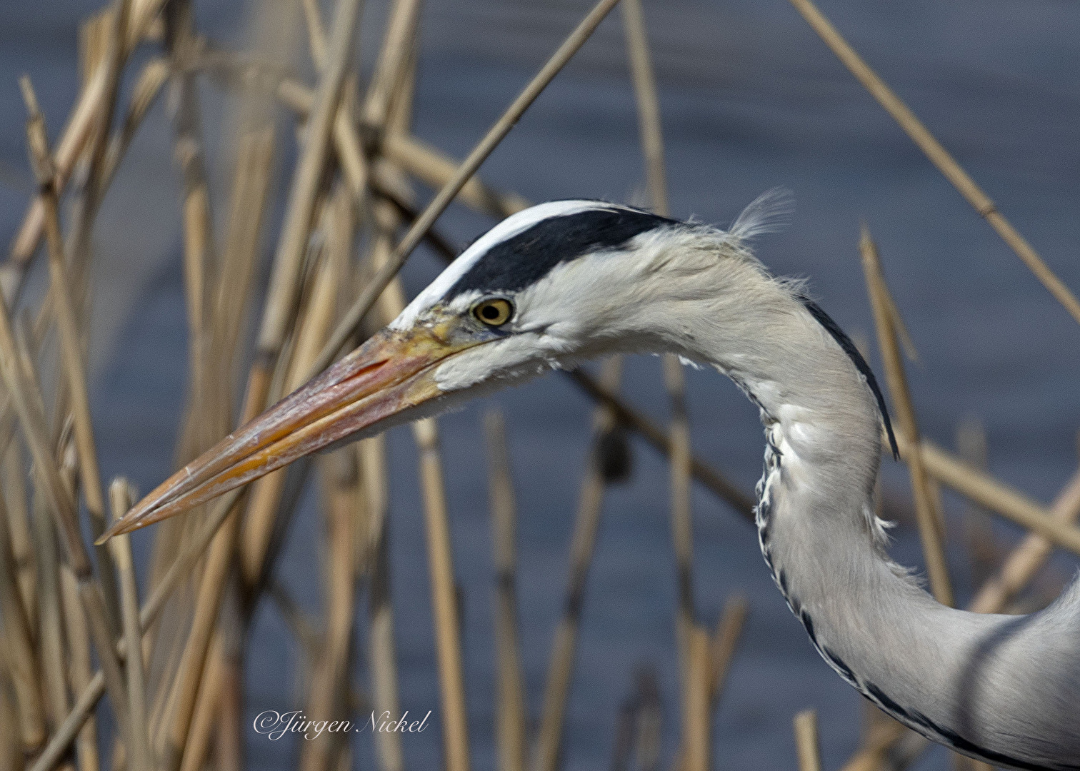 gespannte Aufmerksamkeit