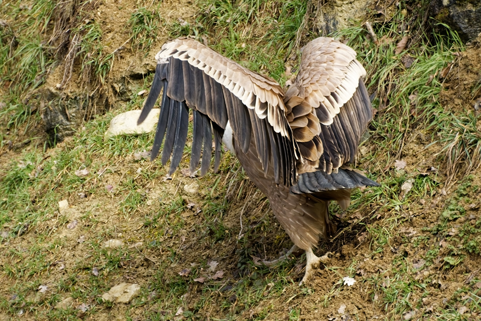 Gänsegeier