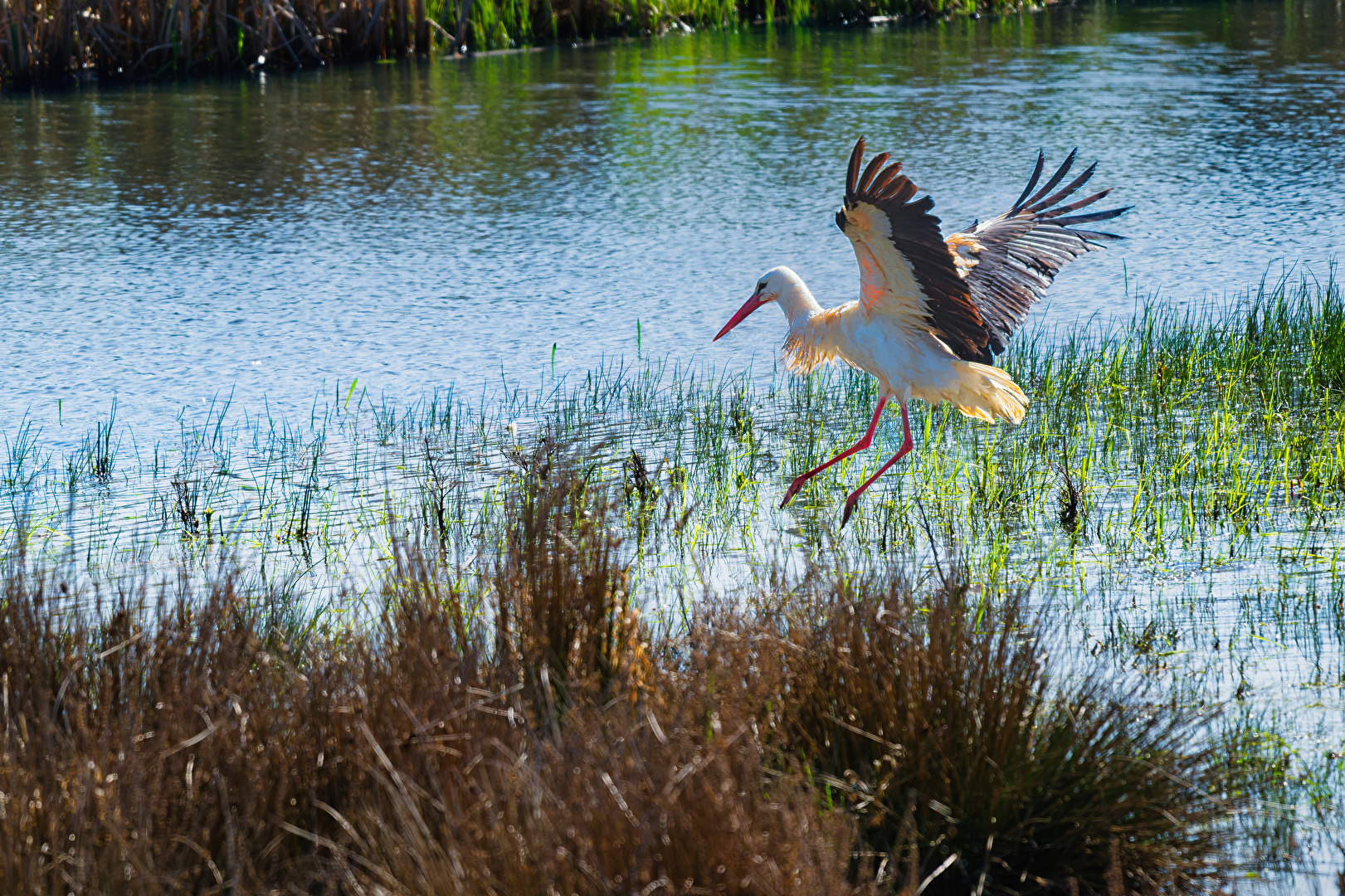 Storch im Landeanflug