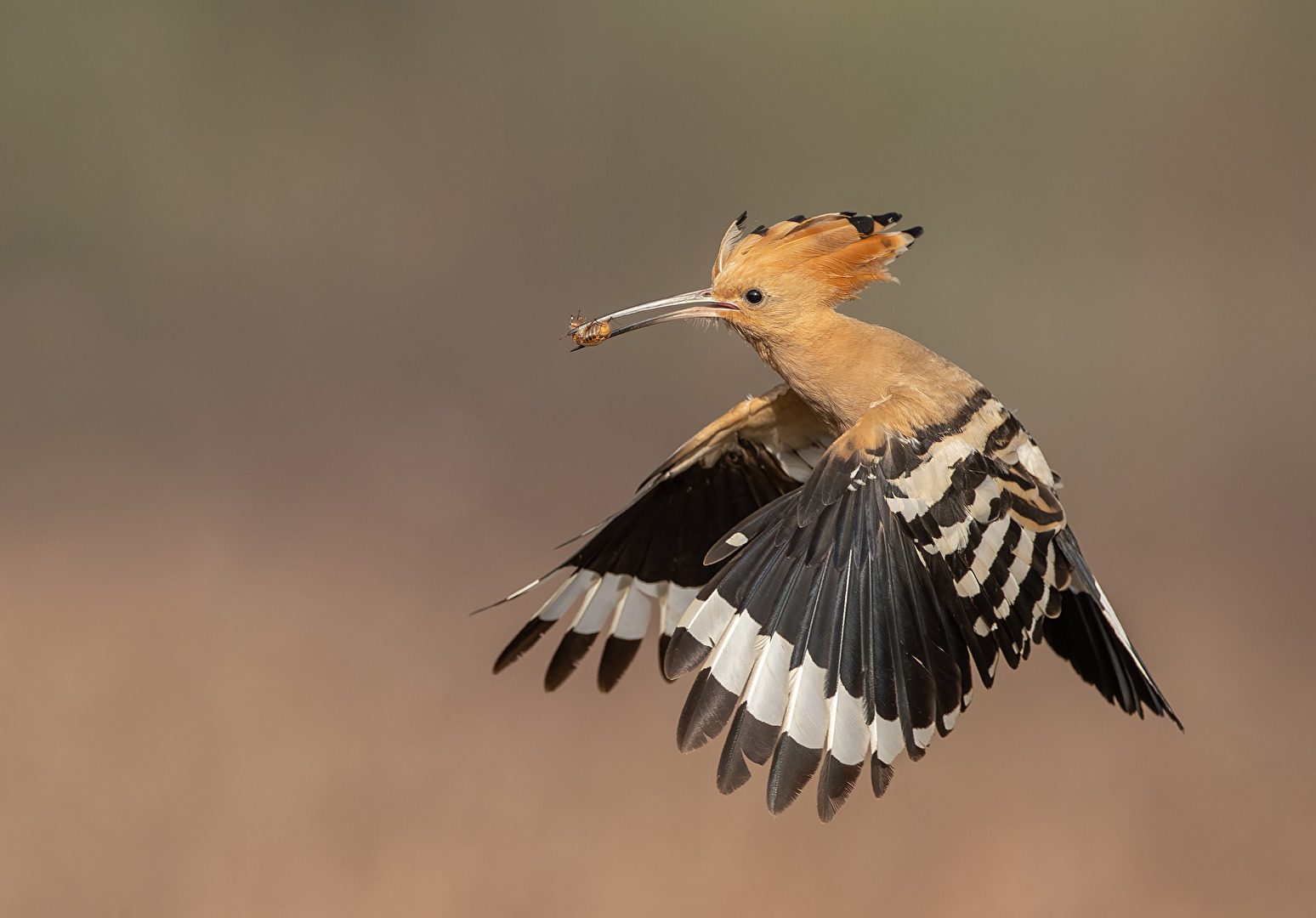 Hoopoe