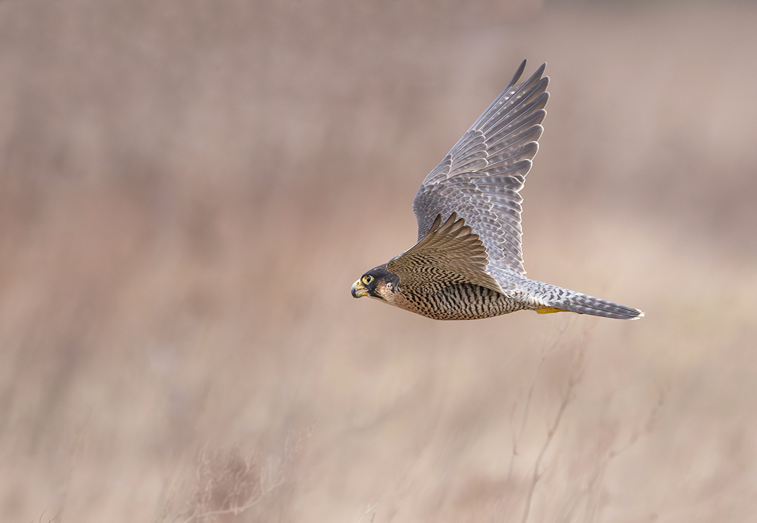 Wanderfalke (Falco peregrinus)